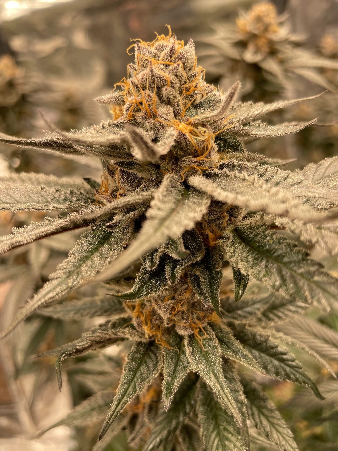 Pax Genetix - Seeds 3+1