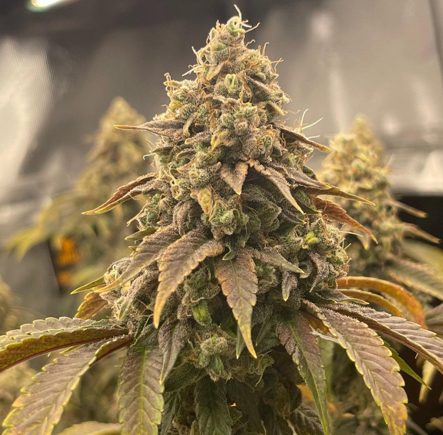 Pax Genetix - Seeds 3+1