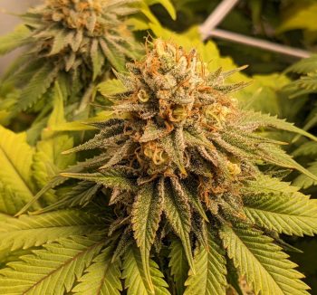 Pax Genetix - Seeds 3+1