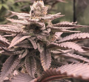 Pax Genetix - Seeds 3+1