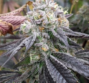 Pax Genetix - Seeds 3+1