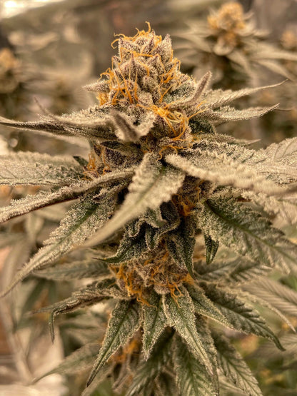 Pax Genetix - Seeds 3+1