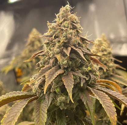 Pax Genetix - Seeds 3+1