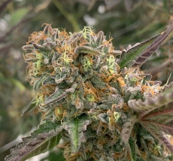 Pax Genetix - Seeds 3+1