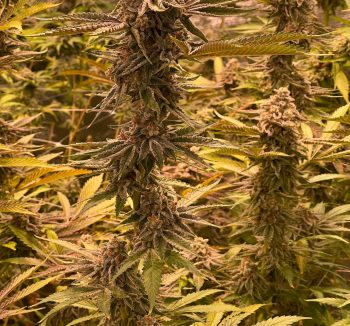 Pax Genetix - Seeds 3+1